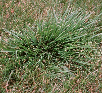 Tall Fescue