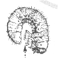 Grub